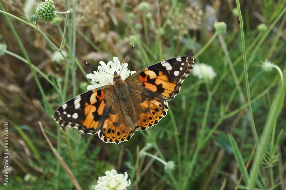 Schmetterlinge Deutschlands - Distelfalter Schmetterlinge Deutschlands - Distelfalter