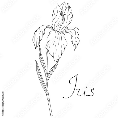 Floral sketch of iris with lettering vector illustration hand drawn flower