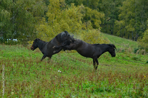 Russia. The South Of Western Siberia, Mountain Altai. Two young black horses fight for leadership in the herd © Александр Катаржин