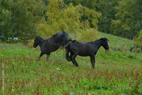Russia. The South Of Western Siberia, Mountain Altai. Two young black horses fight for leadership in the herd