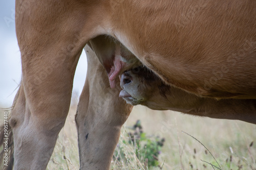 Calf suckling milk from its mother