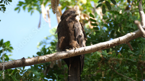Kite bird in a tree in Senegal