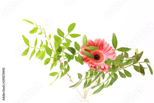 gerbera flowers with leaves on a white background
