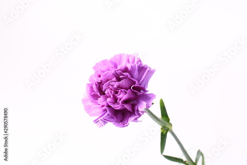 purple carnation on a white background
