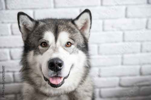 Happy Alaskan Malamute dog smiling and looking camera on white wall background