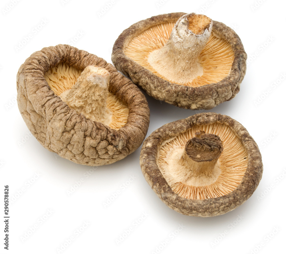 Dried Shiitake Mushroom isolated on white background Dried Shiitake Mushroom isolated on white background