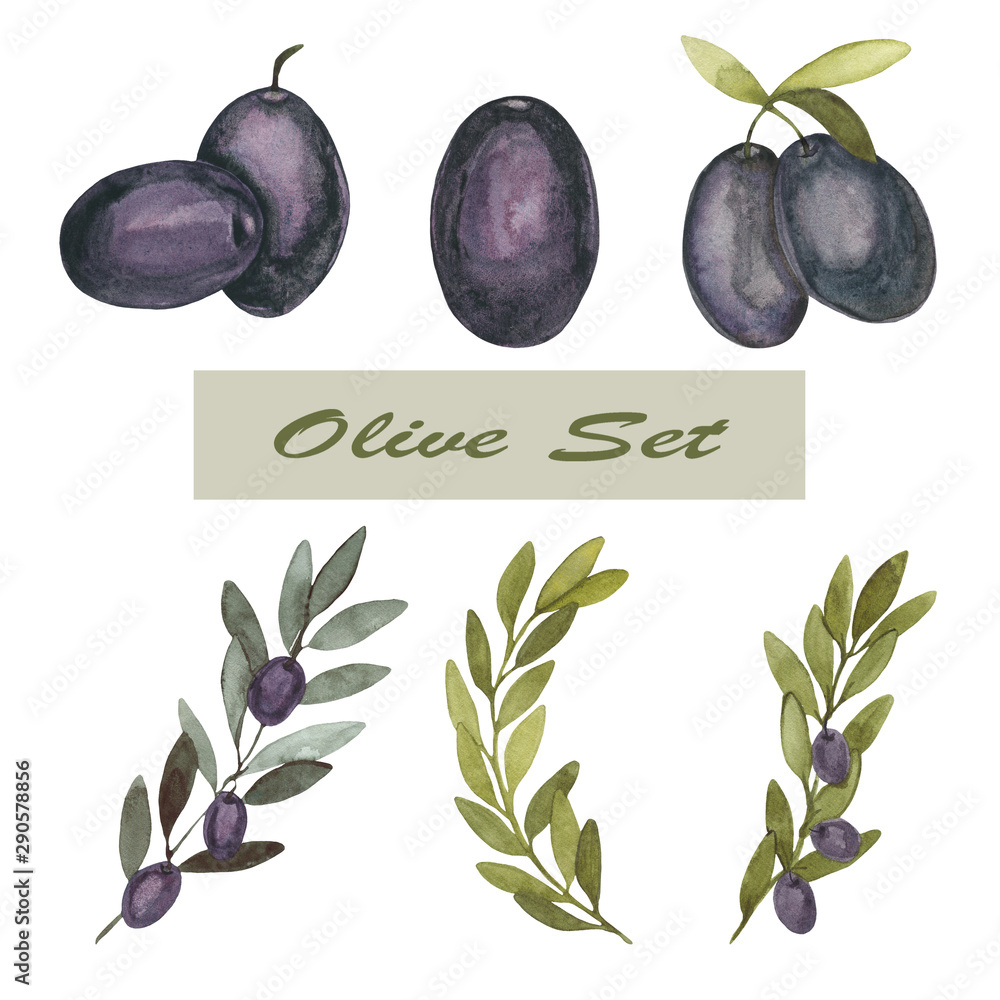 Watercolor set of olive branches with black fruits, olives hand-drawn ...