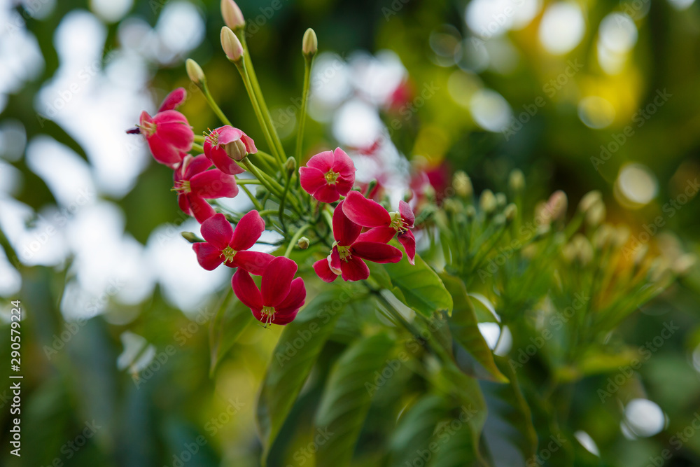 Obraz premium Exotic Tree Red Flower Brush