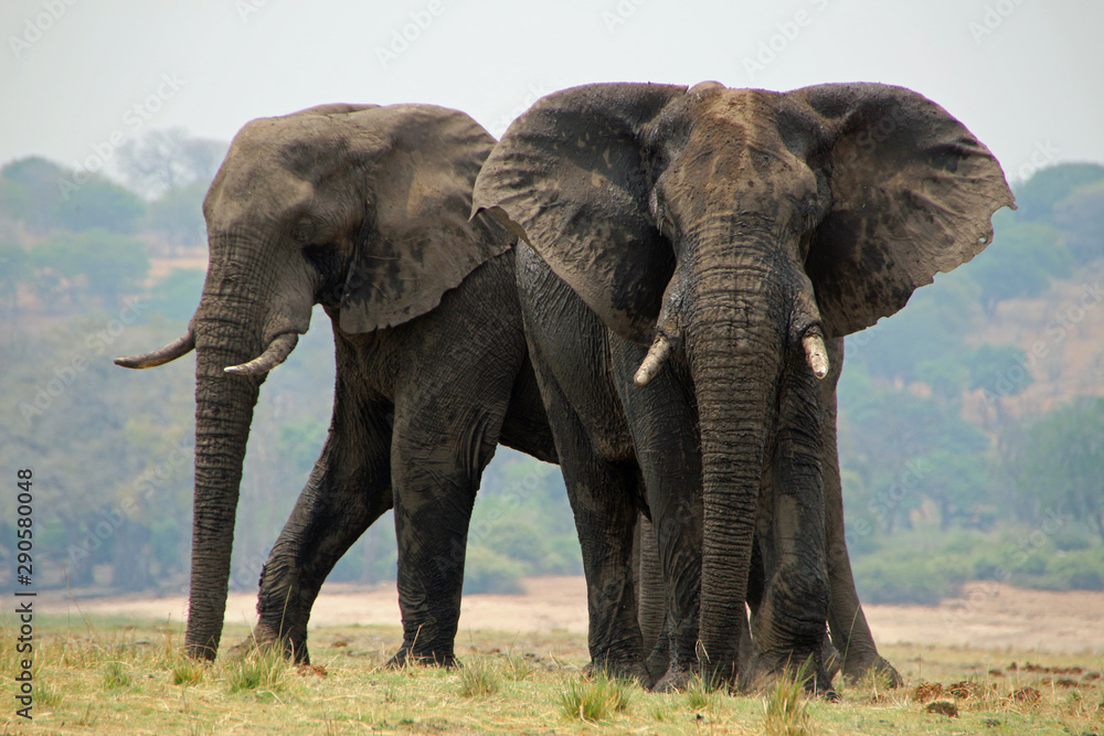 Elephants in Chobe National Park in Botswana