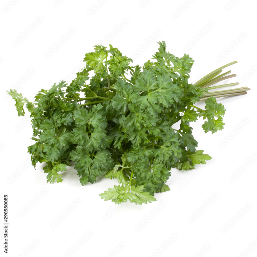 parsley leaves bunch isolated on white background cutout parsley leaves bunch isolated on white background cutout