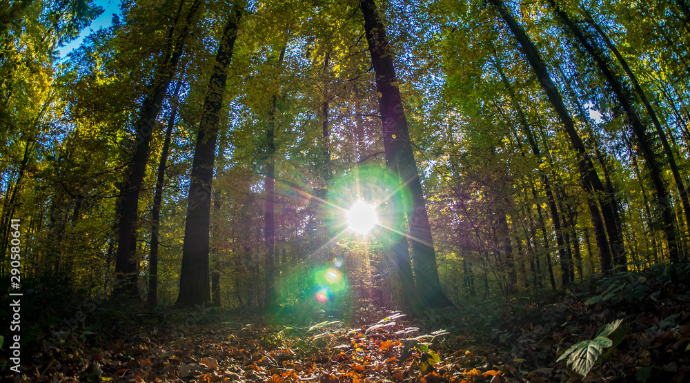 Fototapeta premium Jesienny las