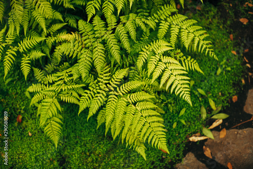 Botanischer Garten und Tropenhäuser in Hamburg