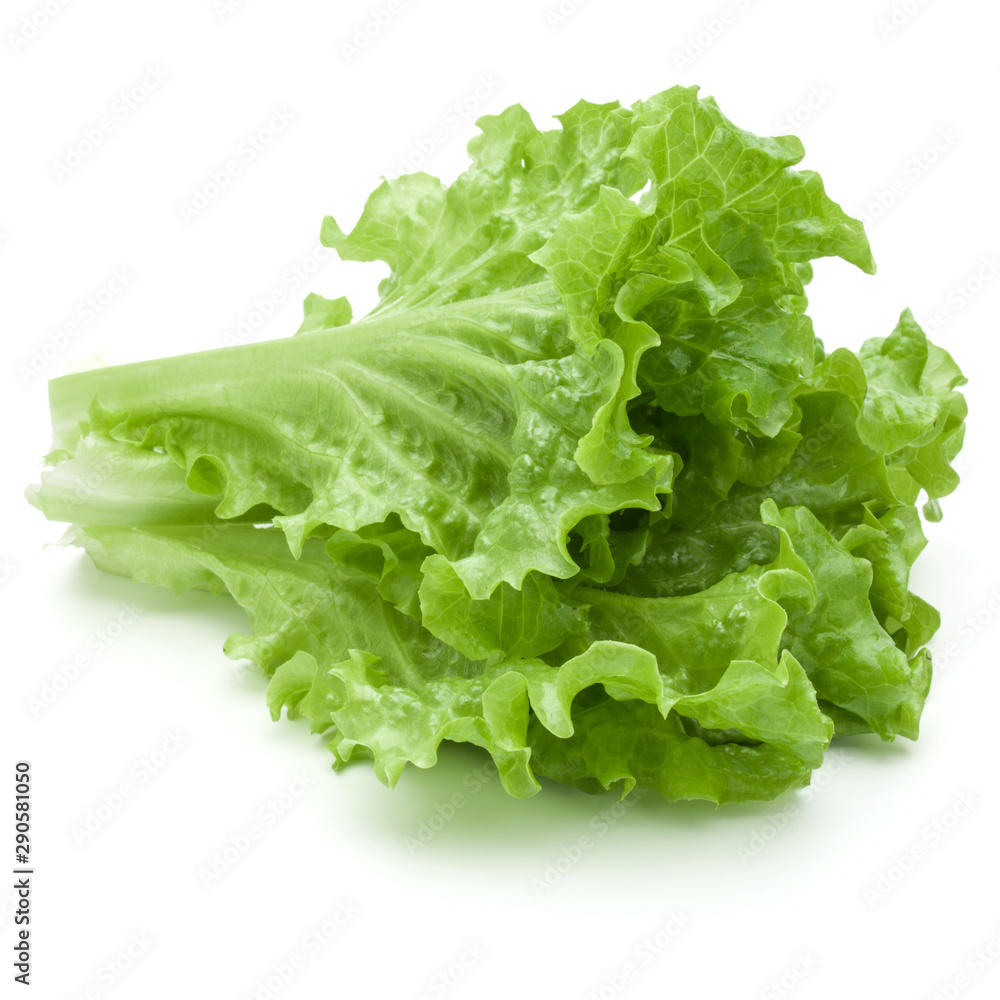 fresh green lettuce salad leaves isolated on white background fresh green lettuce salad leaves isolated on white background