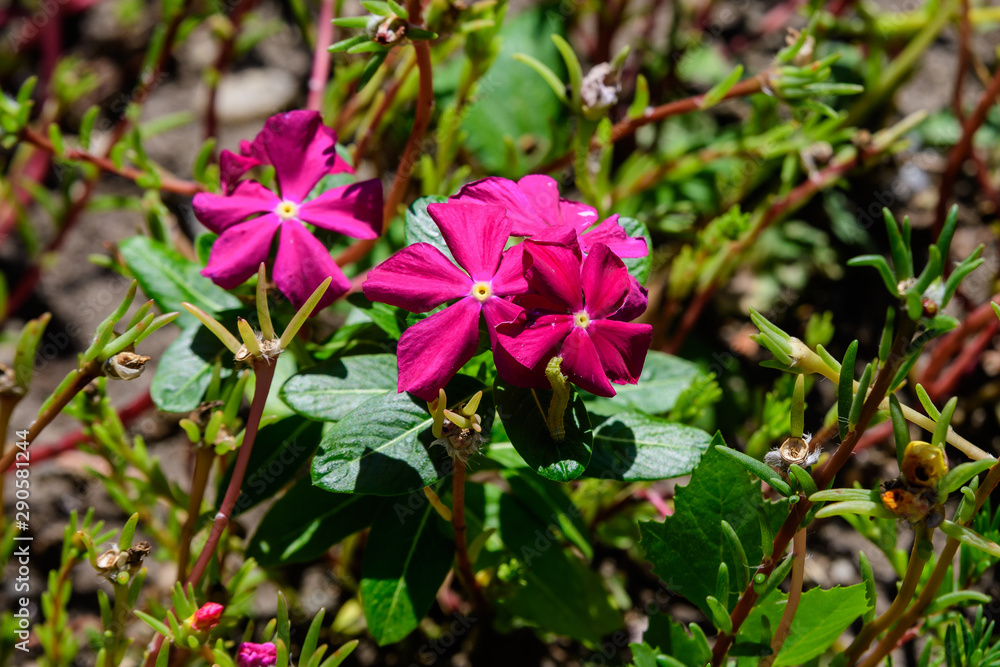 Magenta west indian periwinkle flowers in a sunny summer garden Magenta west indian periwinkle flowers in a sunny summer garden