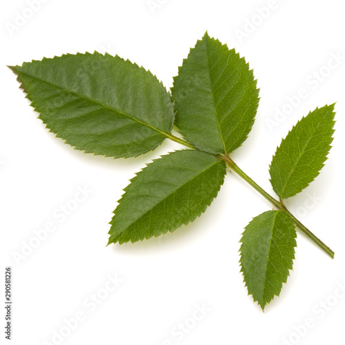 Green rose leaf isolated on white background cutout