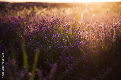 Lavender field in the sunset in Crimea