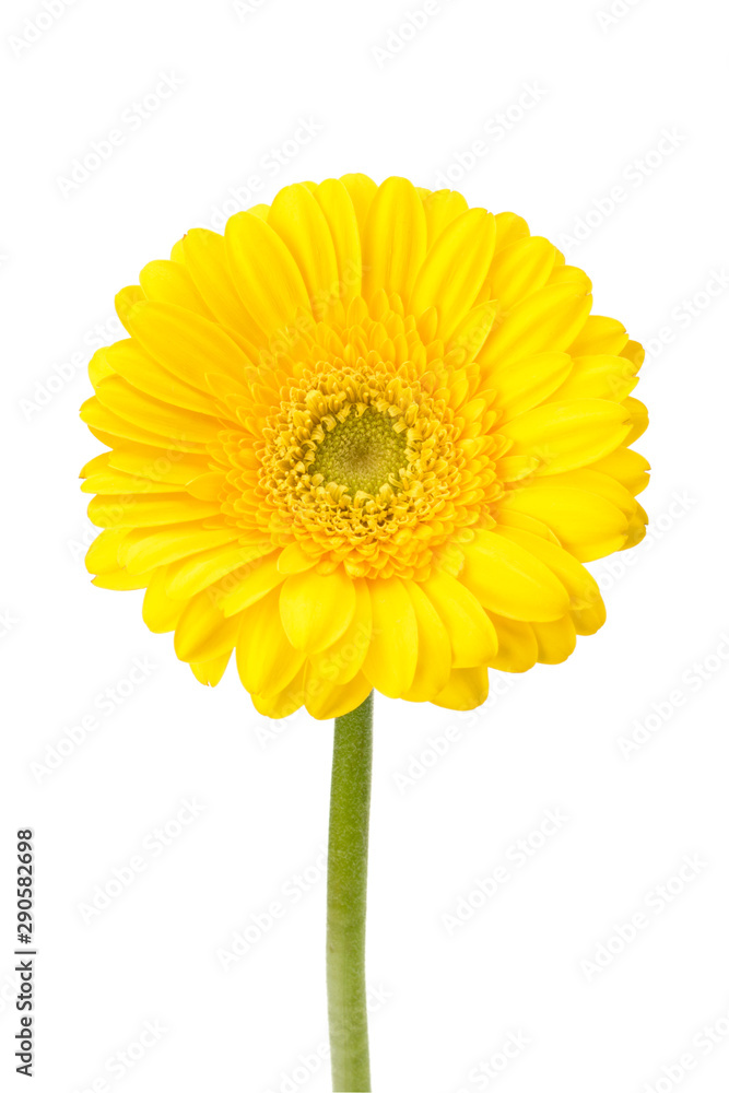 Beautiful daisy gerbera Beautiful daisy gerbera