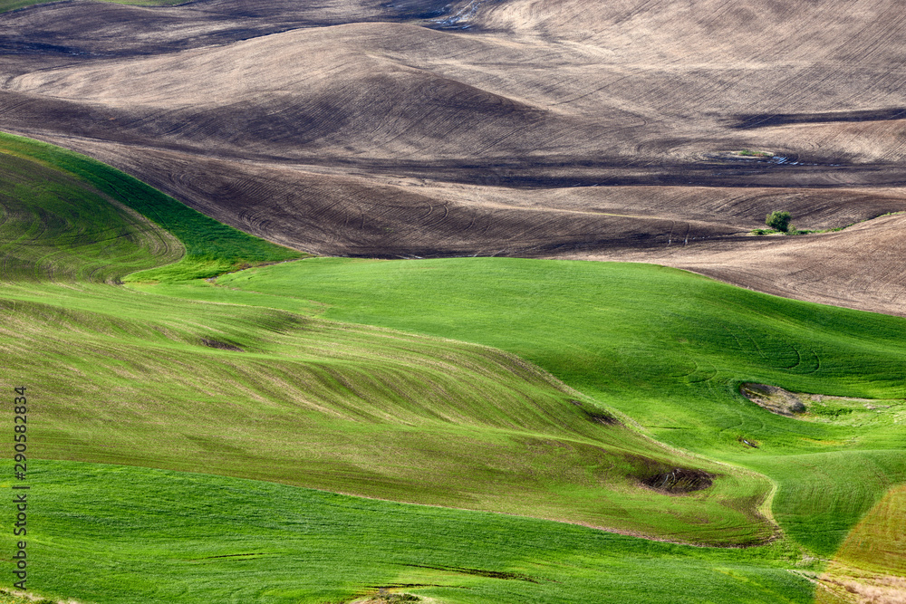 Spring fields pattern in the Palouse Hills region of Washington state.