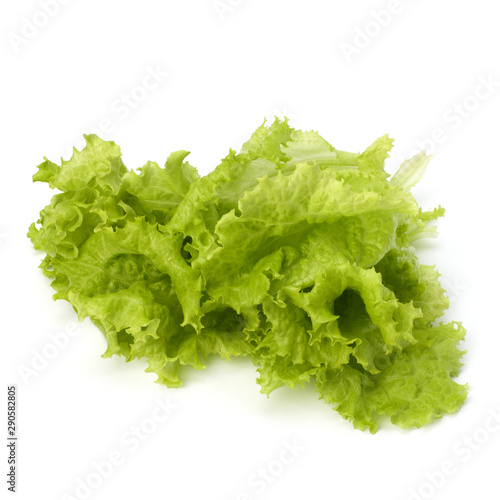 Salad lettuce
