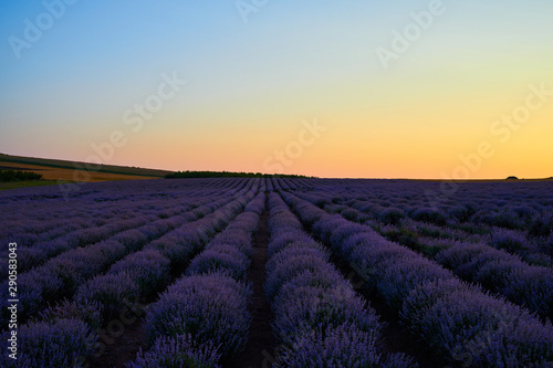 The field of lavender at dawn. © Sergey Kohl
