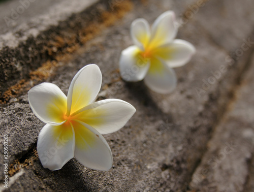 Two frangipani flowers, low angle, shallow depth