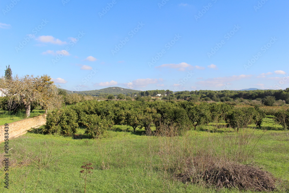 Ibiza Campo in the north