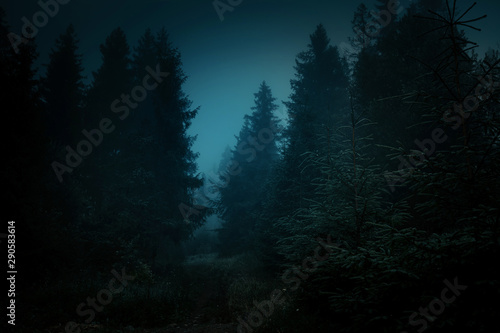 Fairytale landscape. Mysterious light in the night among tree trunks at the night spooky forest. © stone36