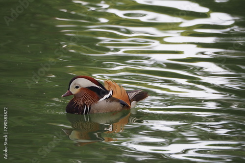 Wallpaper Mural pato mandarín, multicolor, tropical, pequeño, en el lago de castell del remei, lerida, españa Torontodigital.ca