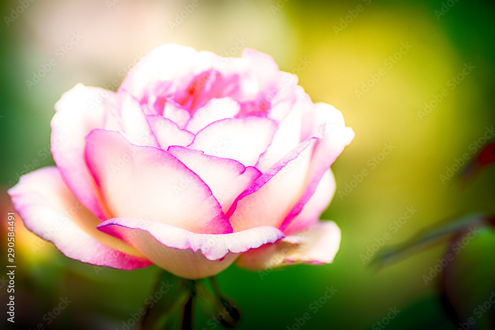 Einzelne Rose weiß pink