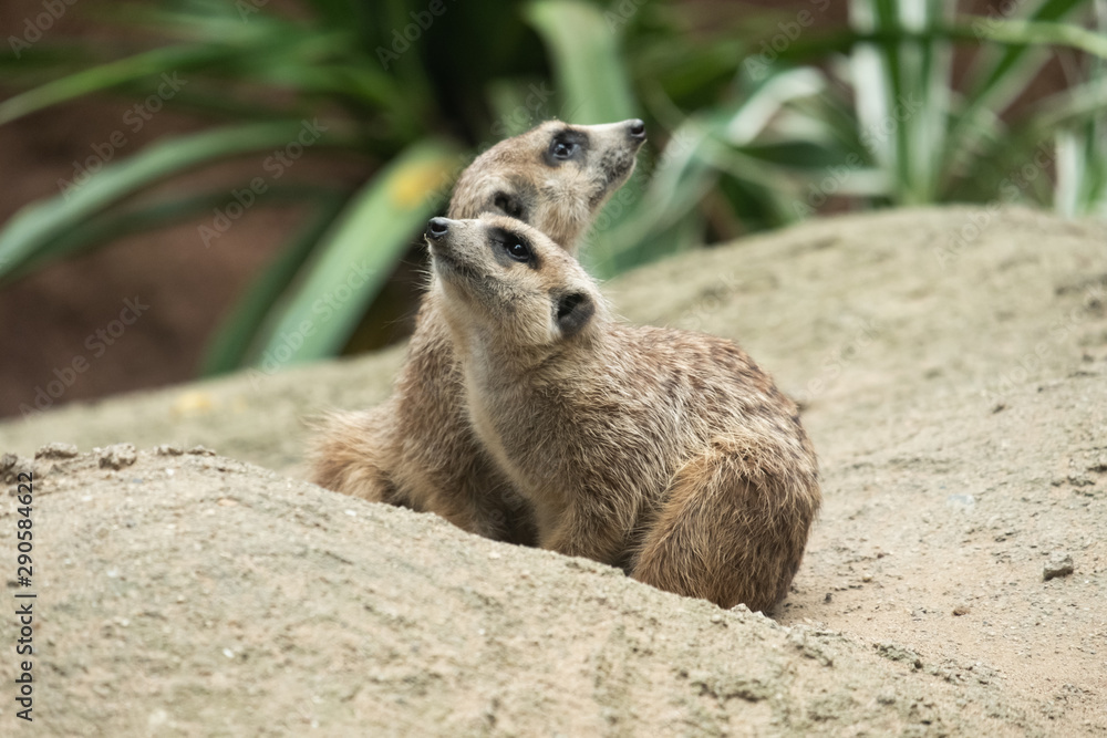 Fototapeta premium Meerkat's behavior