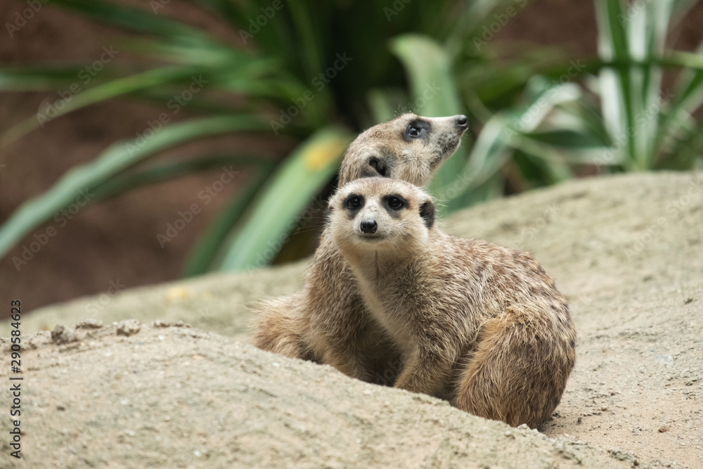 Fototapeta premium Meerkat's behavior