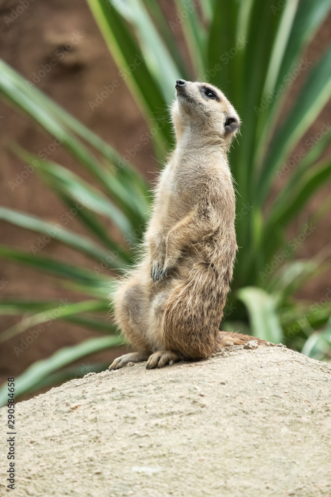 Fototapeta premium Meerkat's behavior