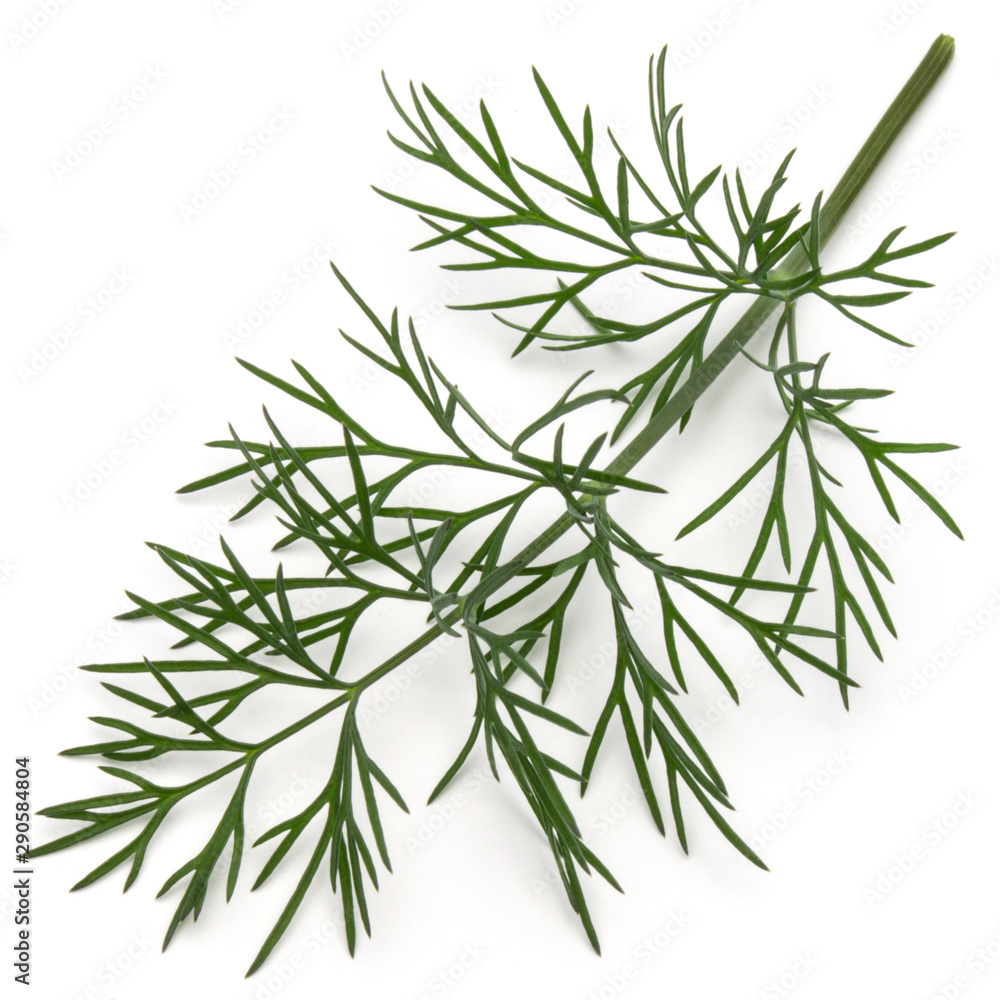 Close up shot of branch of fresh green dill herb leaves isolated on white background Close up shot of branch of fresh green dill herb leaves isolated on white background