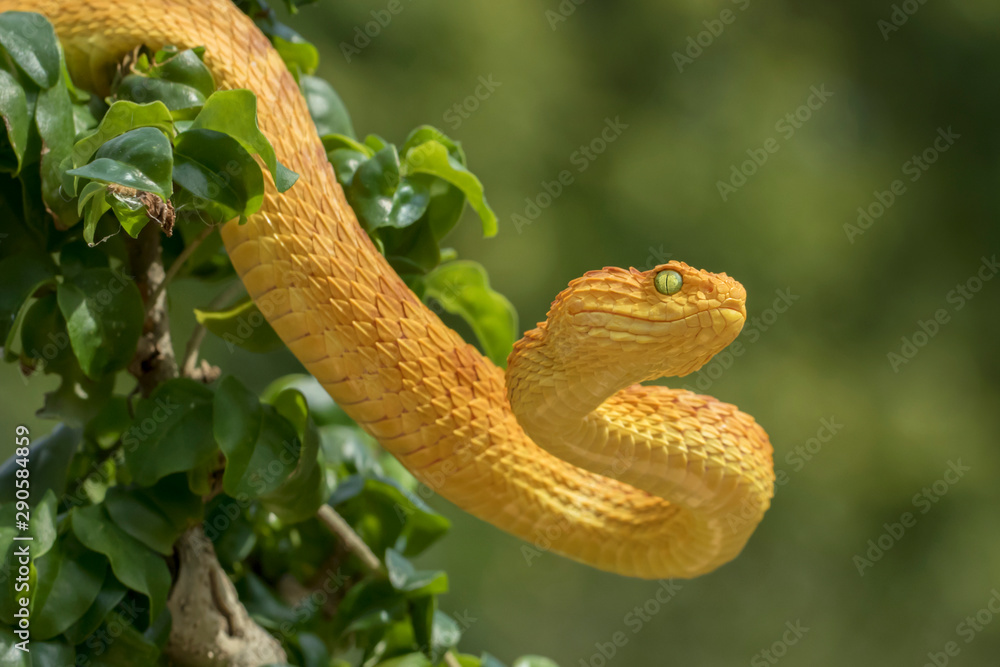 Venomous Female Variable Bush Viper (Atheris squamigera) - Orange