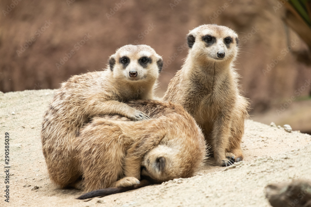 Fototapeta premium Meerkat's behavior