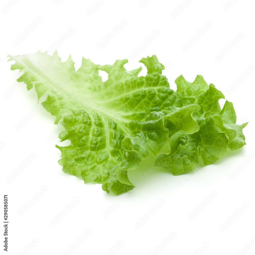 fresh green lettuce salad leaves isolated on white background fresh green lettuce salad leaves isolated on white background