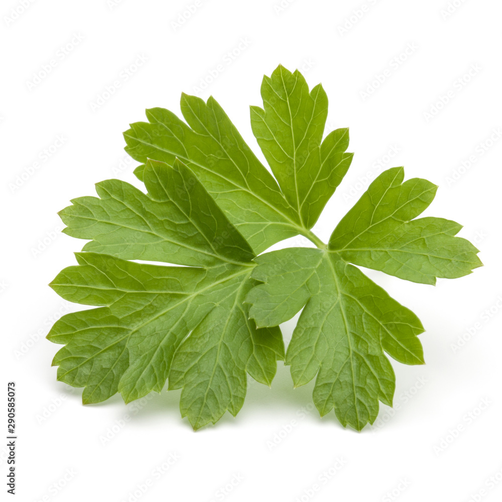 Fototapeta premium Fresh parsley herb leaves isolated on white background