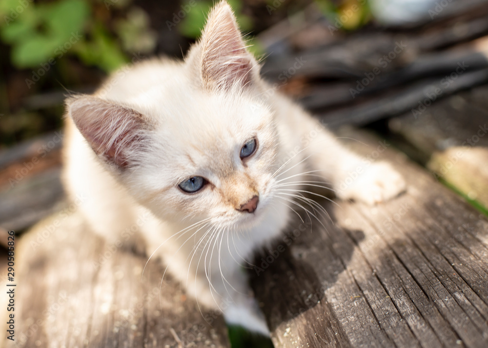 A little kitten with a stern look crawls up on an old wooden fence, in the village.
