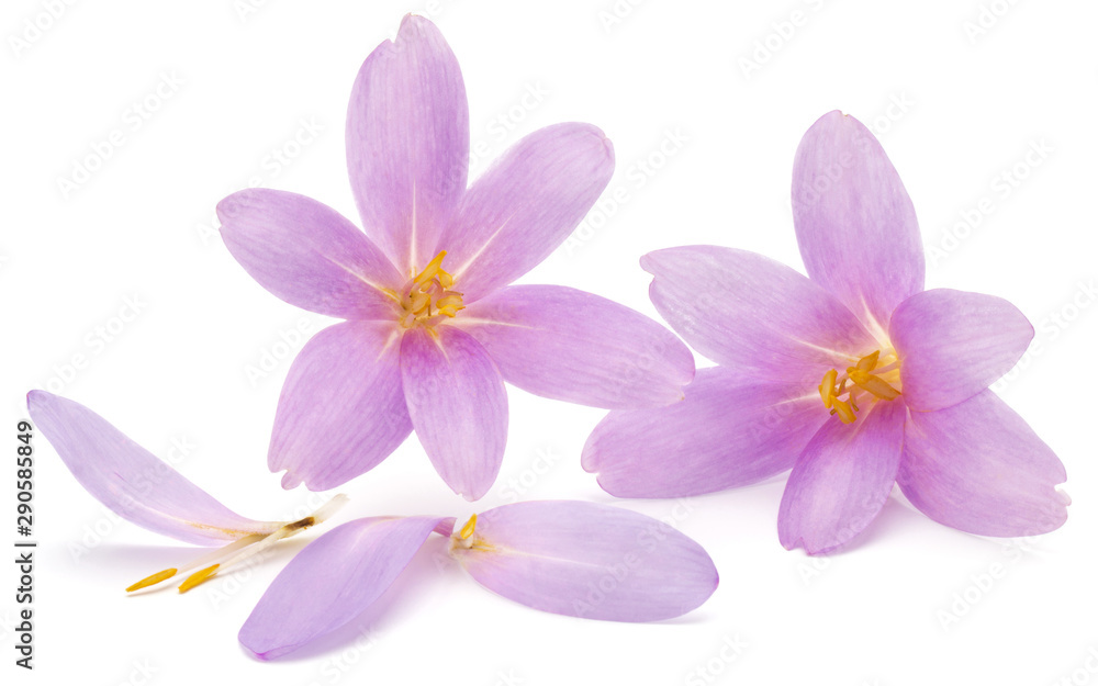 lilac crocus flowers isolated on white background lilac crocus flowers isolated on white background