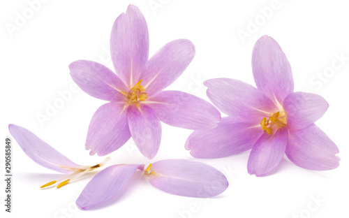 lilac crocus flowers isolated on white background