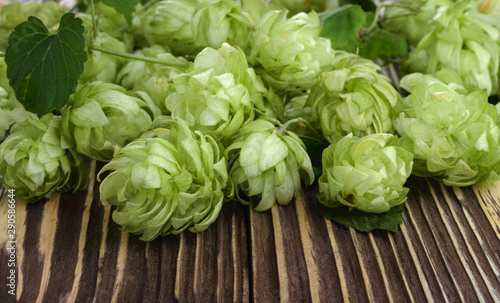 Pile of green fresh-picked hop cones on wooden table. Close up. Ingredient for beer production (brewing).