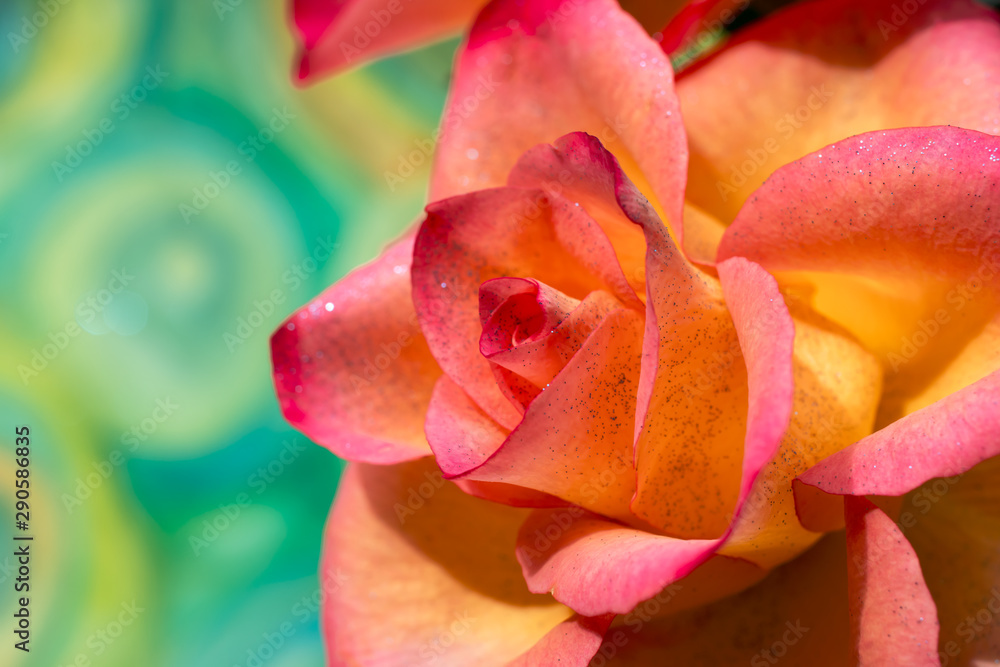 Beautiful pink and yellow rose on colourful background Beautiful pink and yellow rose on colourful background