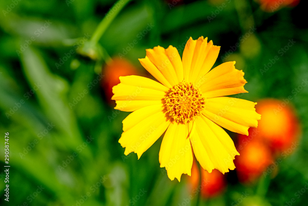 Obraz premium Cosmos bipinnatus, commonly called the garden cosmos or Mexican aster 