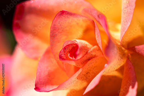 Beautiful pink and yellow rose with glitter.