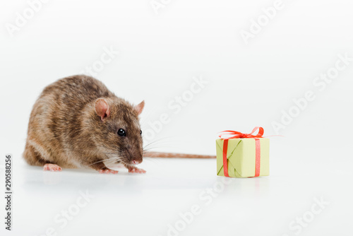 little and cute rat near toy present on white