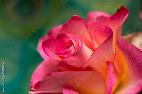 Beautiful pink and yellow rose on colourful background