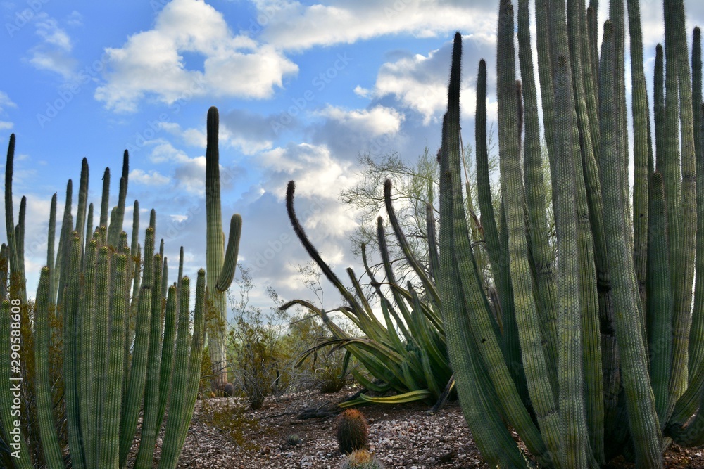 Sonoran Desert Landscape Organ Pipe Saguro Cactus Arizona Sky Mountain