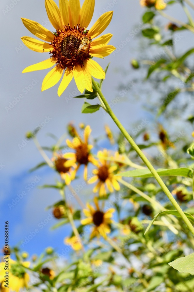 Mexican Sunflower Desert Arizona Phoenix Yellow Flower Mexican Sunflower Desert Arizona Phoenix Yellow Flower