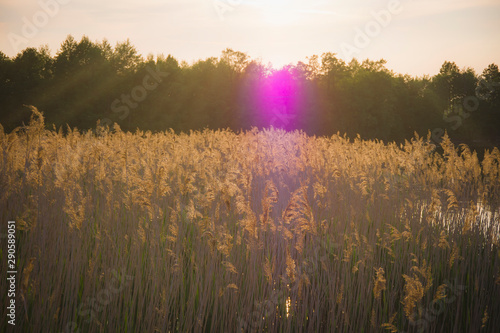  117/5000 Sunset last rays of the sun illuminate the lake Calamus reed grass landscape nature countryside pink flare