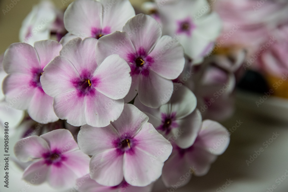 Bouquet of phlox on white background closeup